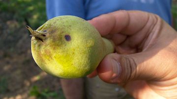 stemphyliose du prunier